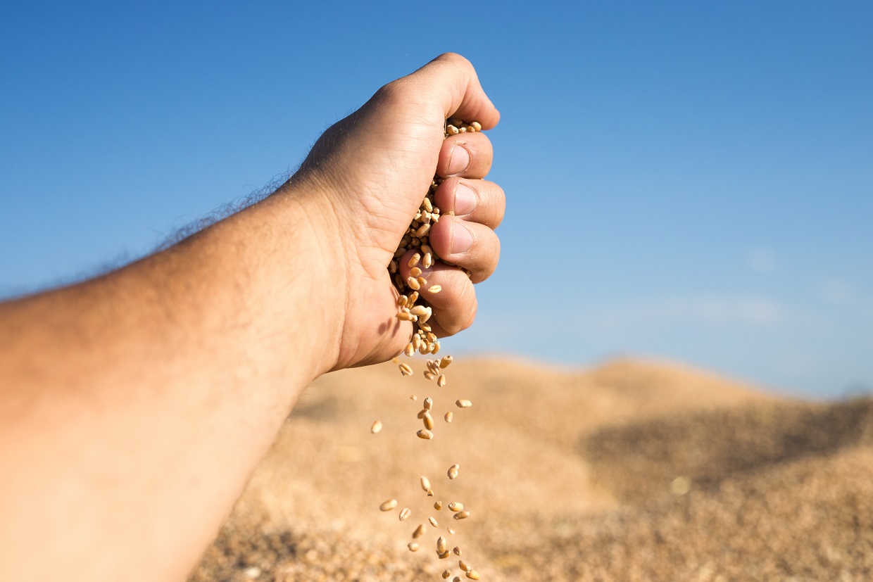 В ЛДПР рассказали о перспективах зерновой сделки: о чем будут переговоры